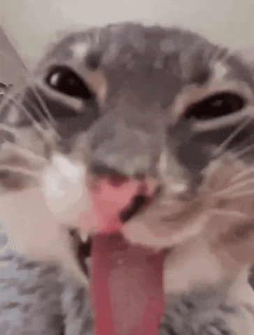 Cat Meme